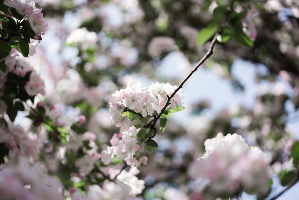 white and pink cherry blossom in close up photography