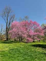 A vibrant spring landscape symbolizing renewal.