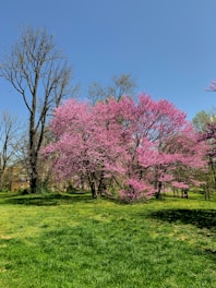 A vibrant landscape showcasing nature restoration efforts.