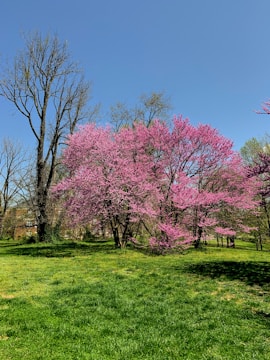 A vibrant spring landscape symbolizing renewal.