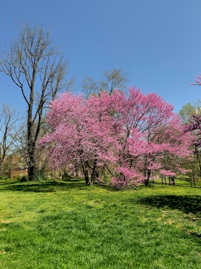 A vibrant spring landscape featuring blooming flowers and lush greenery.