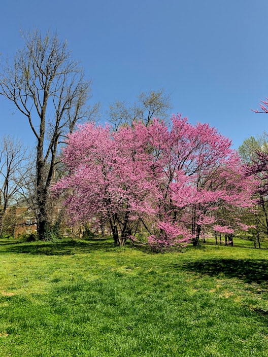 A vibrant spring landscape featuring blooming flowers and lush greenery.