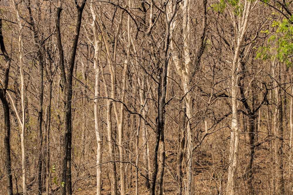 brown leafless trees during daytime