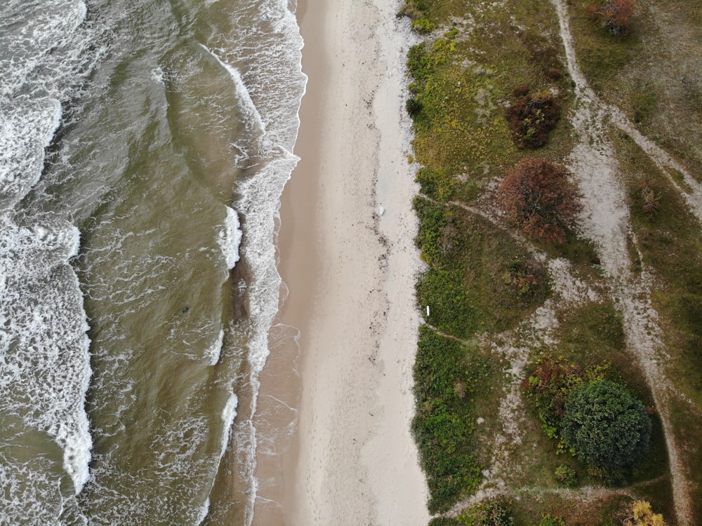 aerial view of green trees beside body of water during daytime