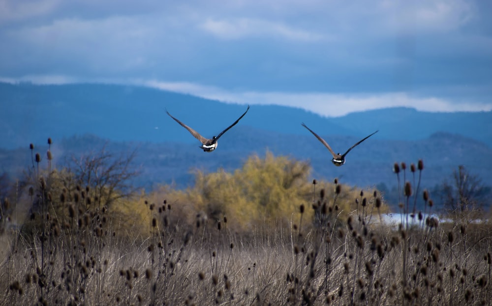 brown and white bird flying over brown grass field during daytime