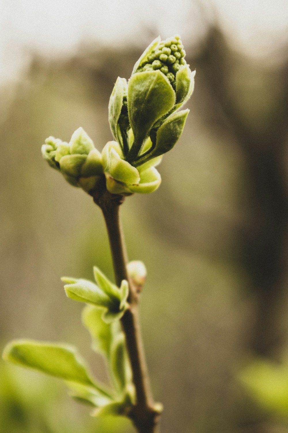 green flower bud in close up photography