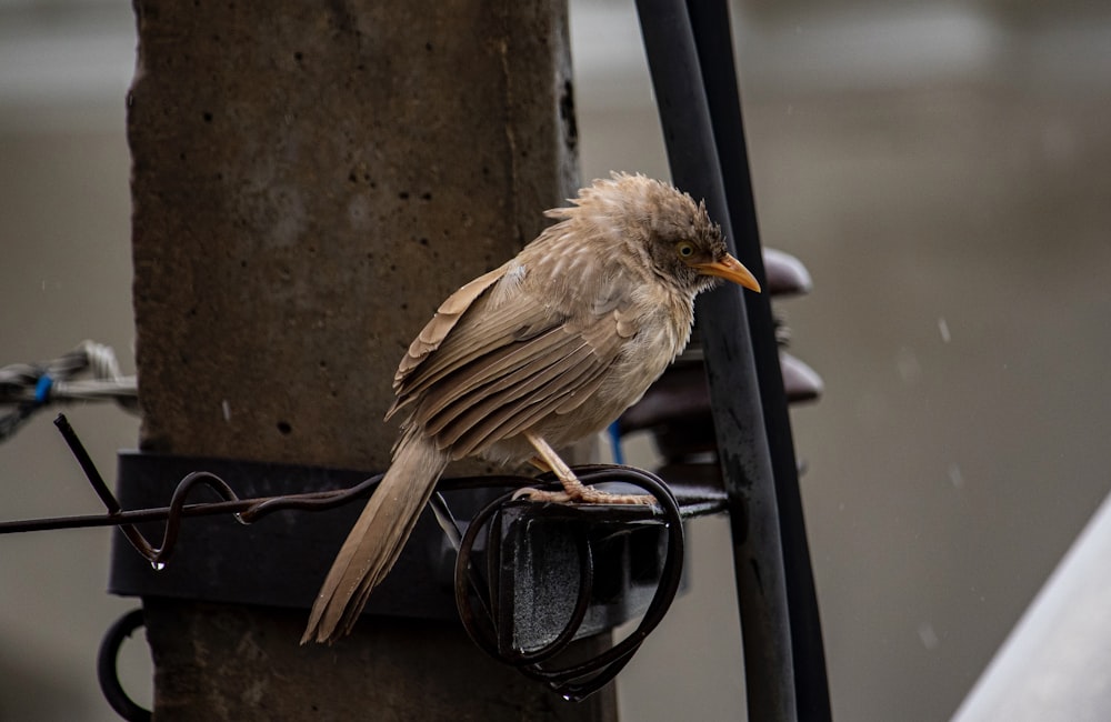 brown bird on black metal bar