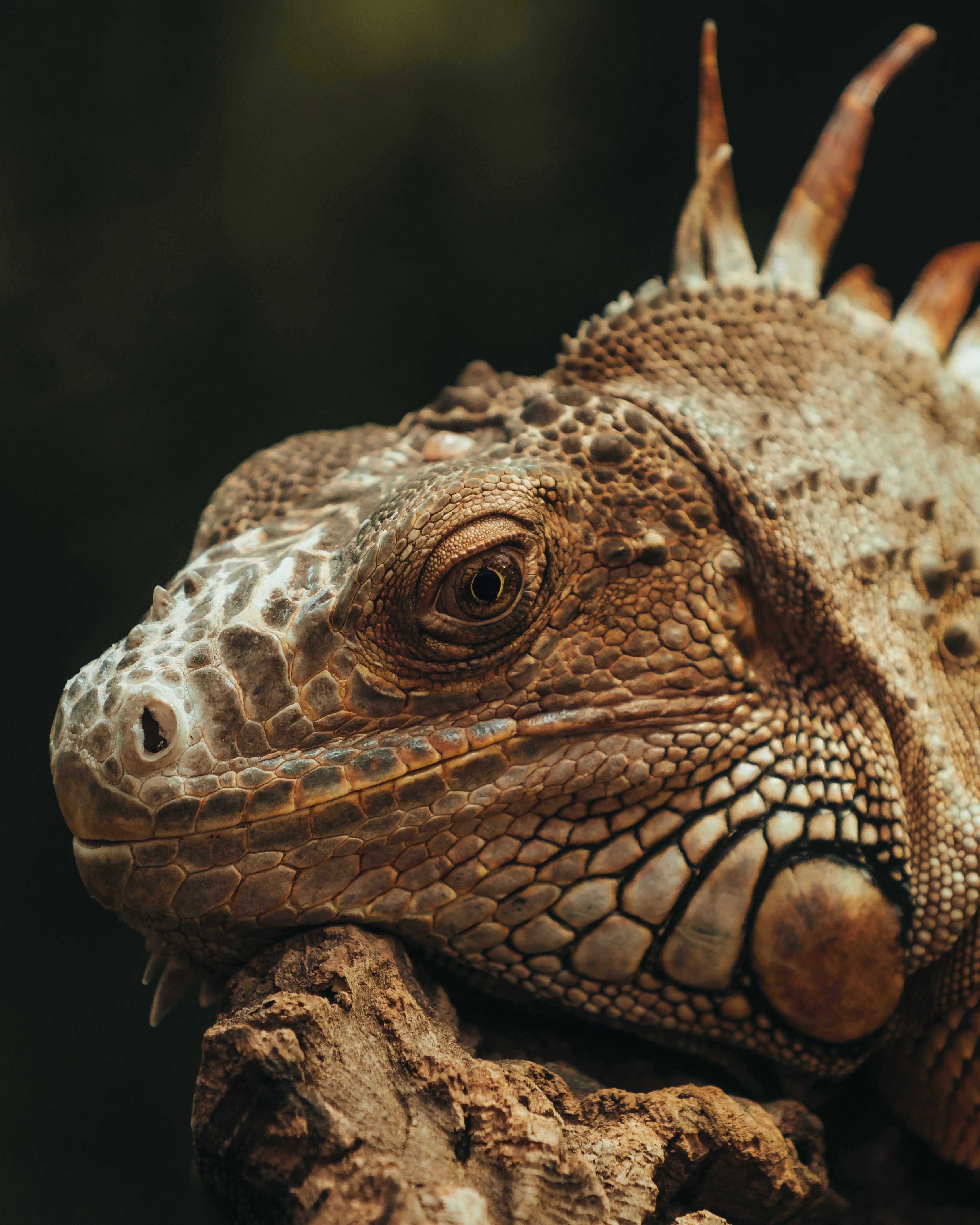 Chilled iguana on a tree trunk🪵🦎