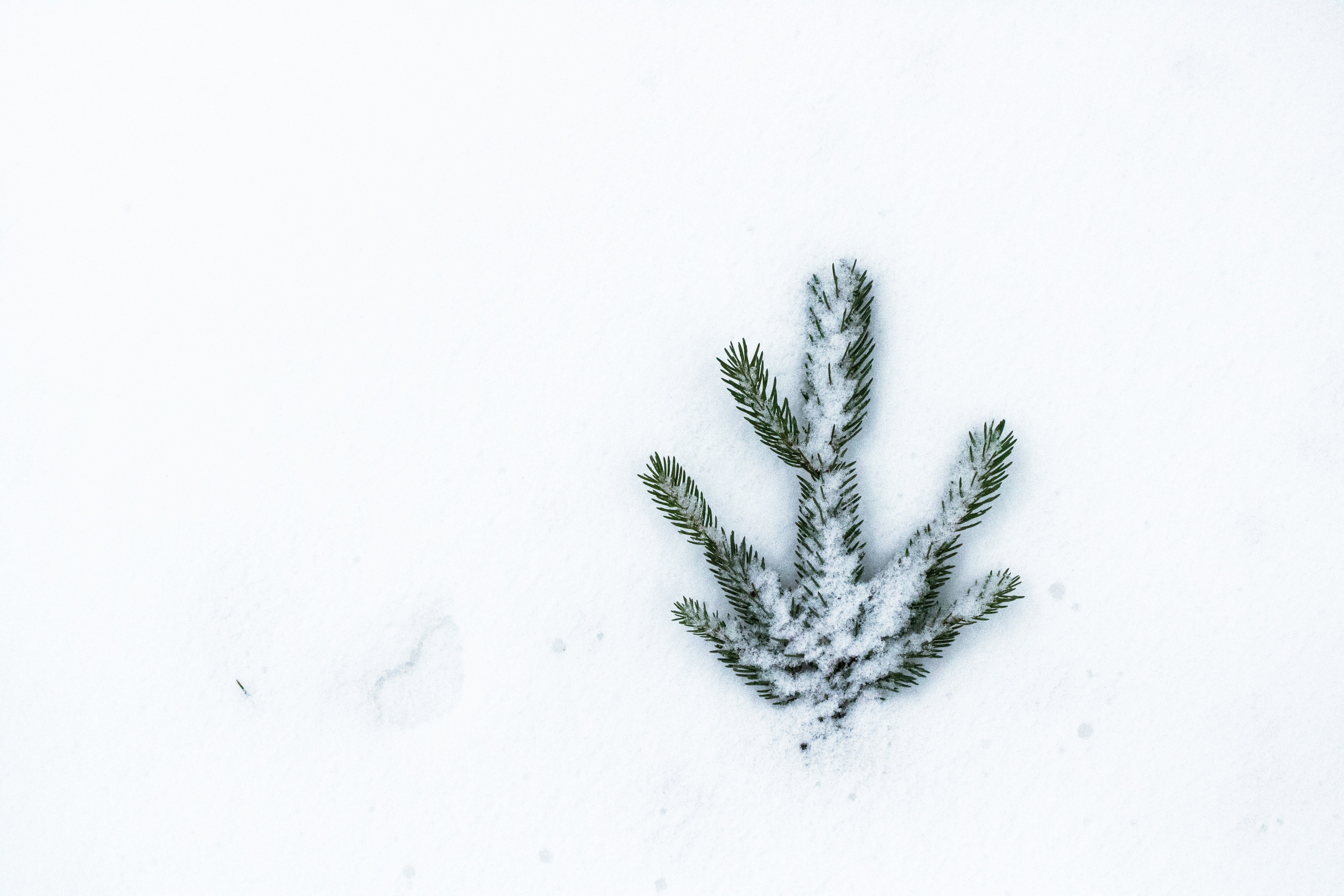 emerald green forest, wallpaper, Emerald Green: Exploring Nature's Vibrant Hue 4