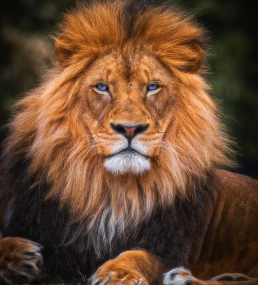 brown lion lying on ground