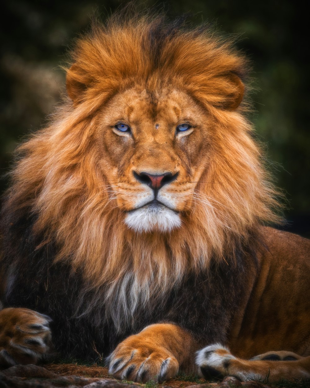 brown lion lying on ground