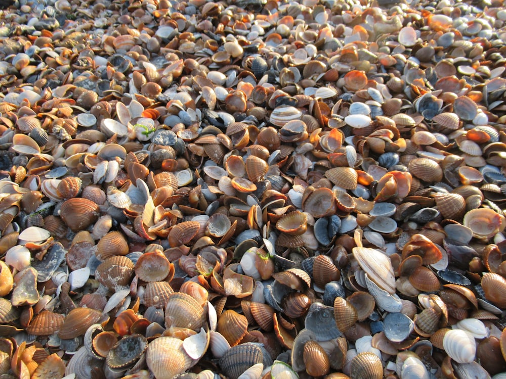 braune und schwarze Muschelpartie