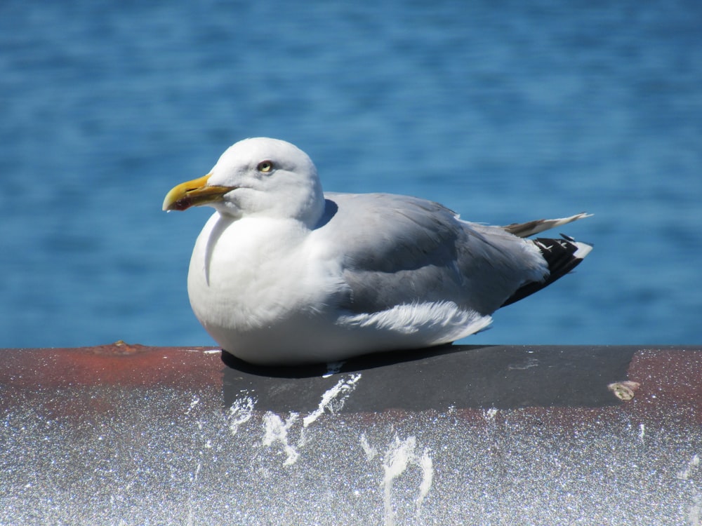 white and gray bird on brown concrete surface