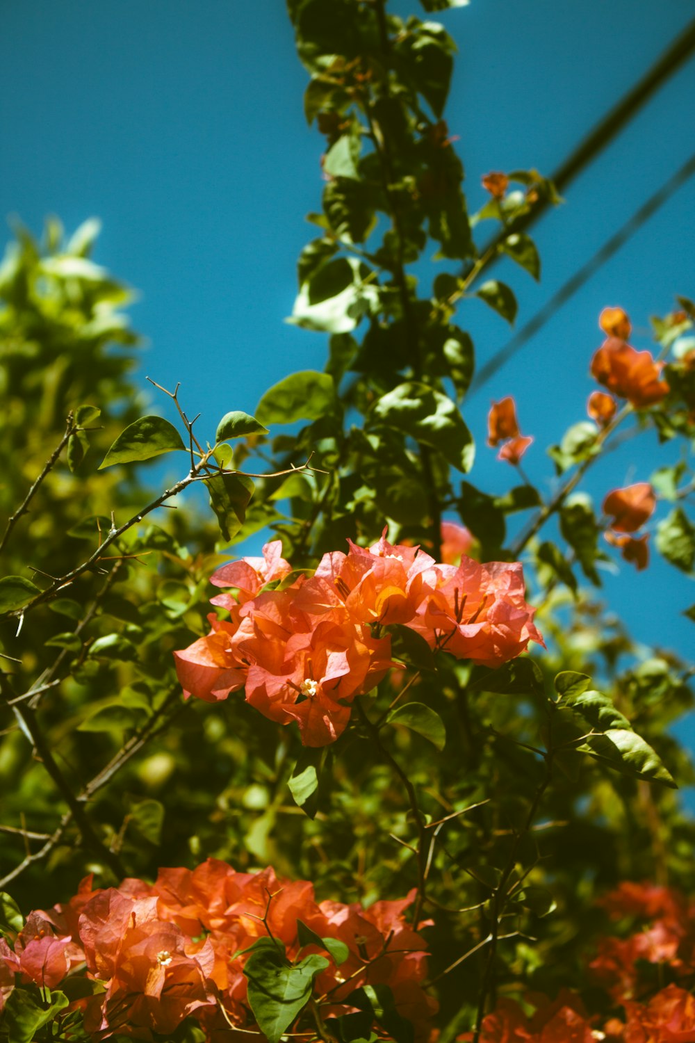 red flower in tilt shift lens