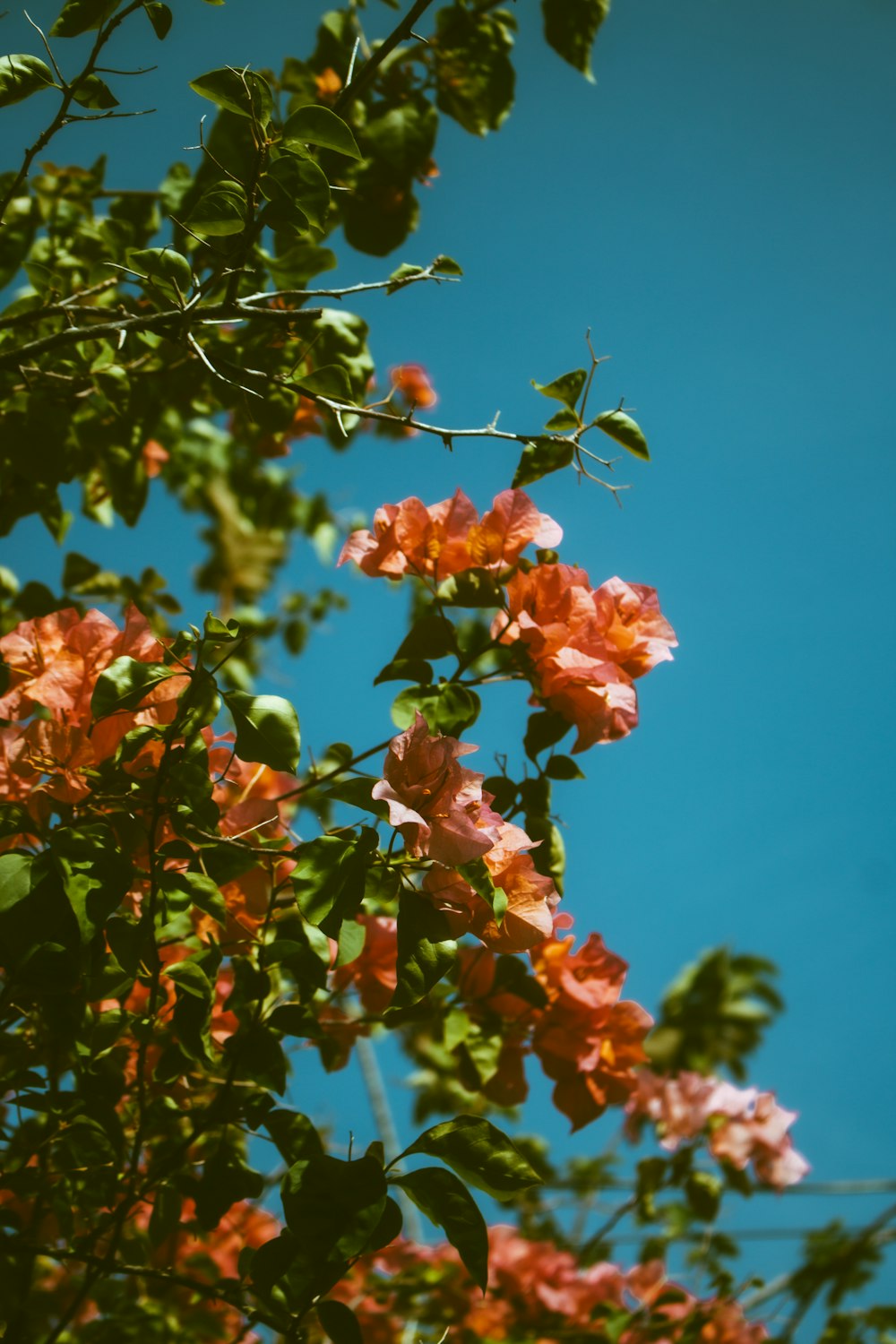 red and green leaves on tree branch