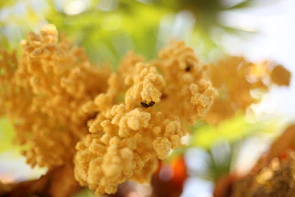 Close-up of nectar-rich flowers attracting bees and butterflies in a lush garden setting.