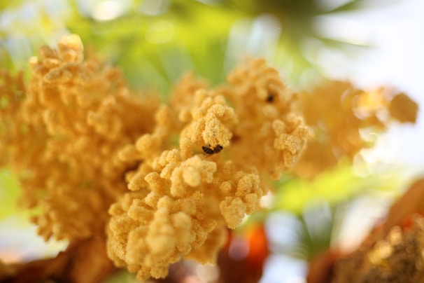 Wildflowers blooming in a lush forest clearing where bees gather nectar for multifloral honey