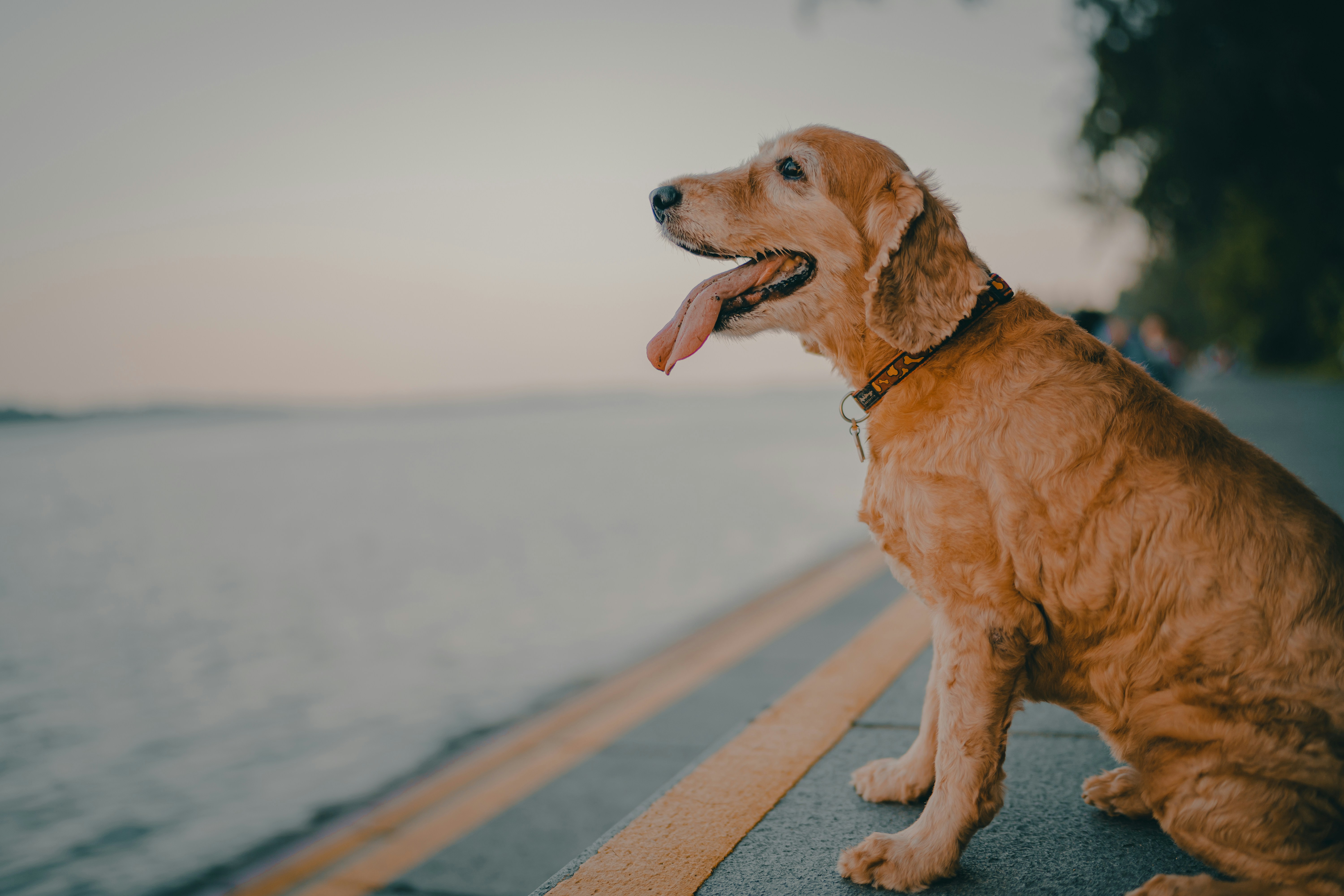 Photo by albertvincentwu