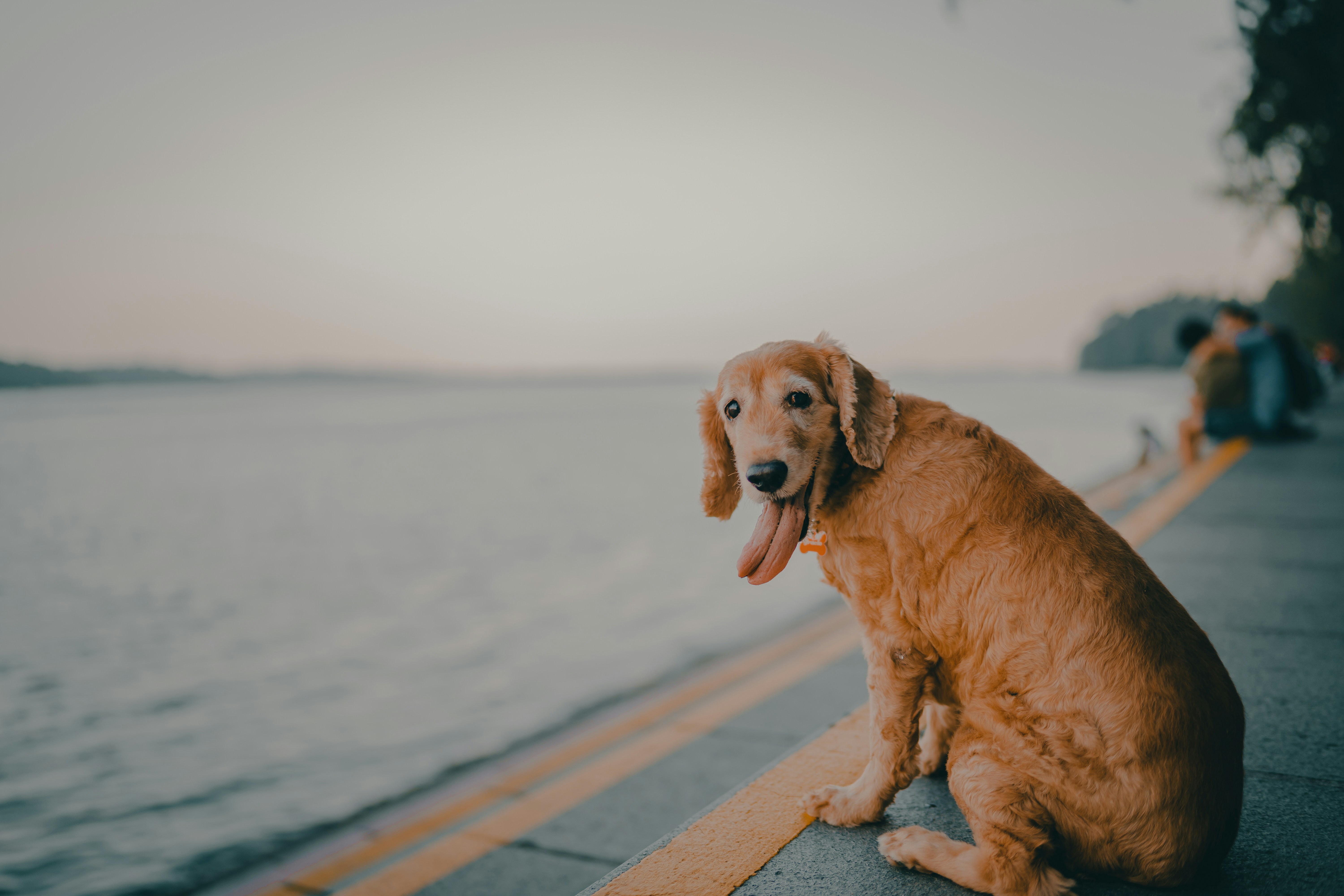 Photo by albertvincentwu