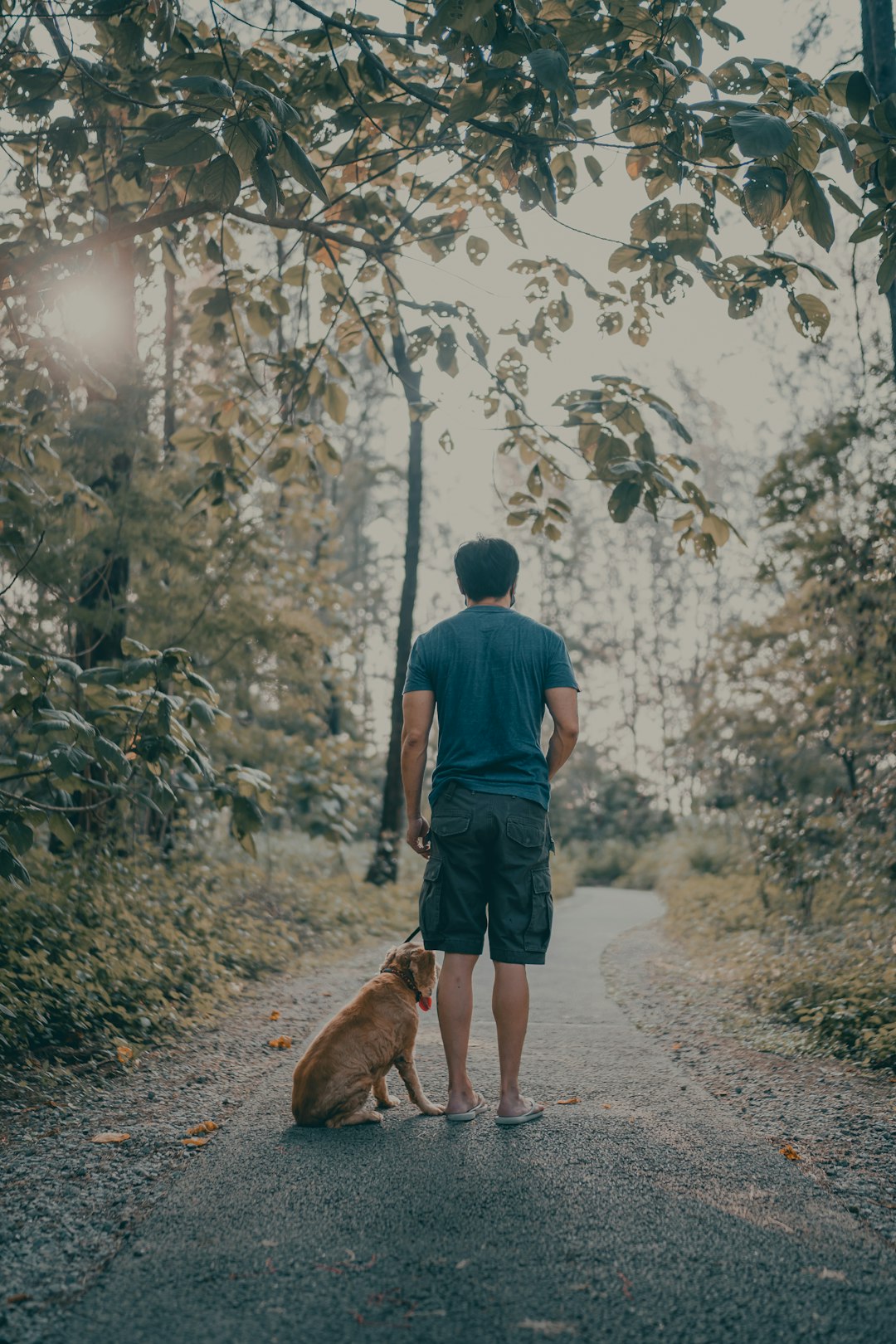 man in blue t-shirt walking on pathway with brown short coat medium dog during daytime