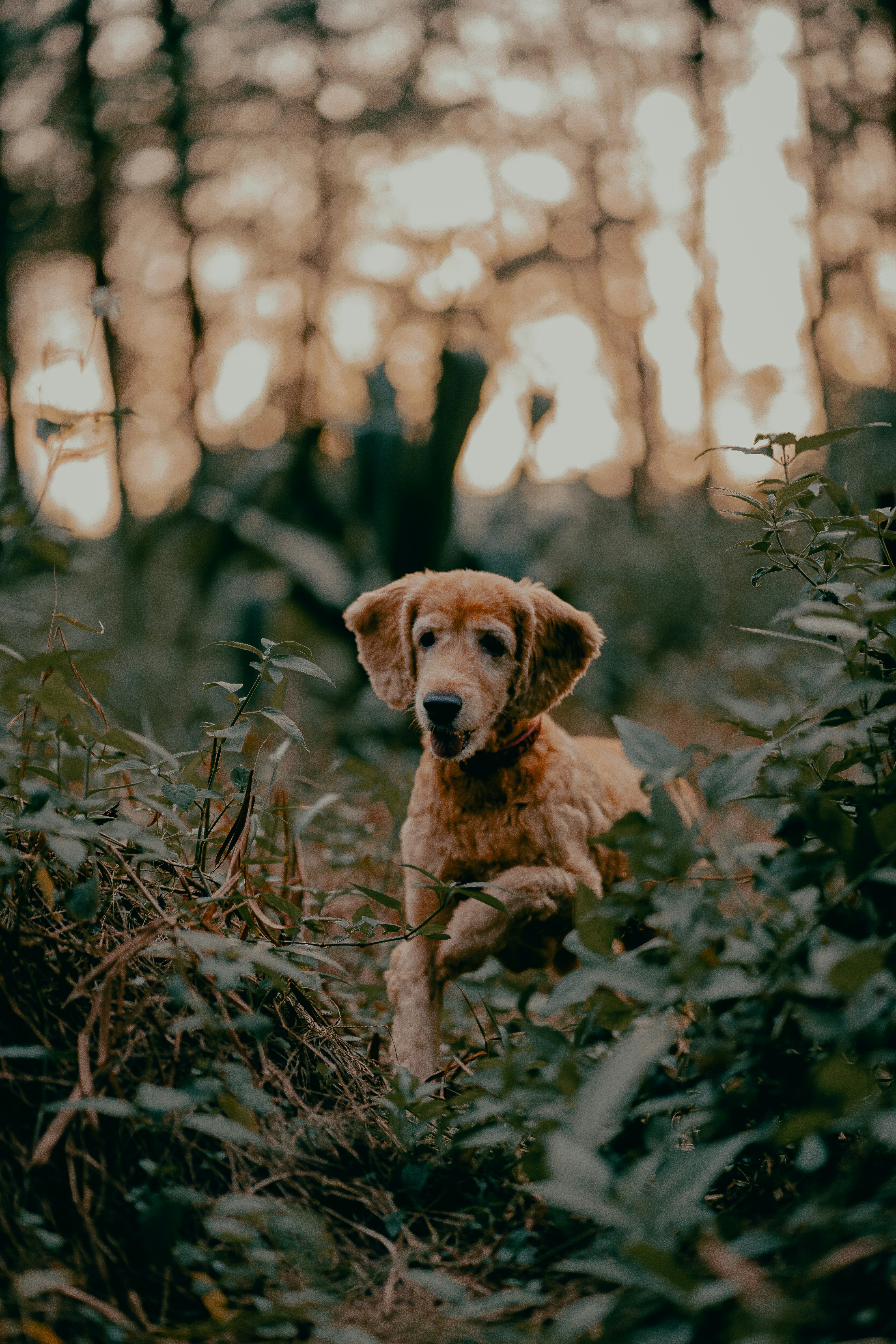 Photo by albertvincentwu