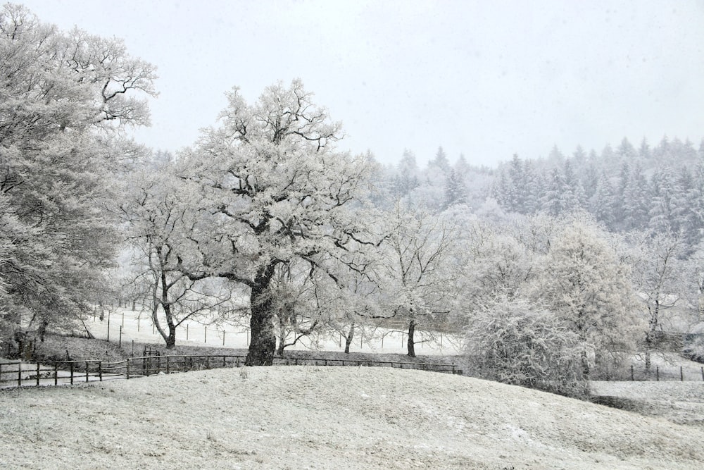 alberi senza foglie su terreno innevato