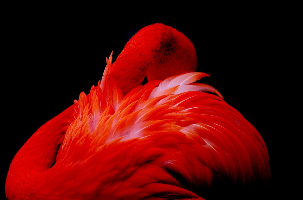 クローズアップ写真の赤い鳥の羽