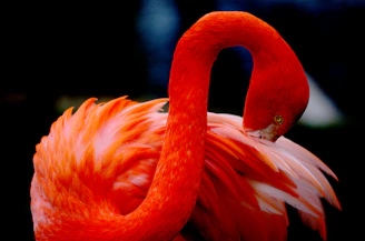 pink flamingo in close up photography