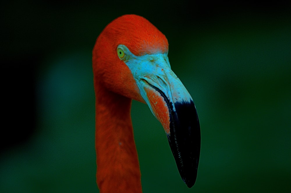 pink flamingo in close up photography