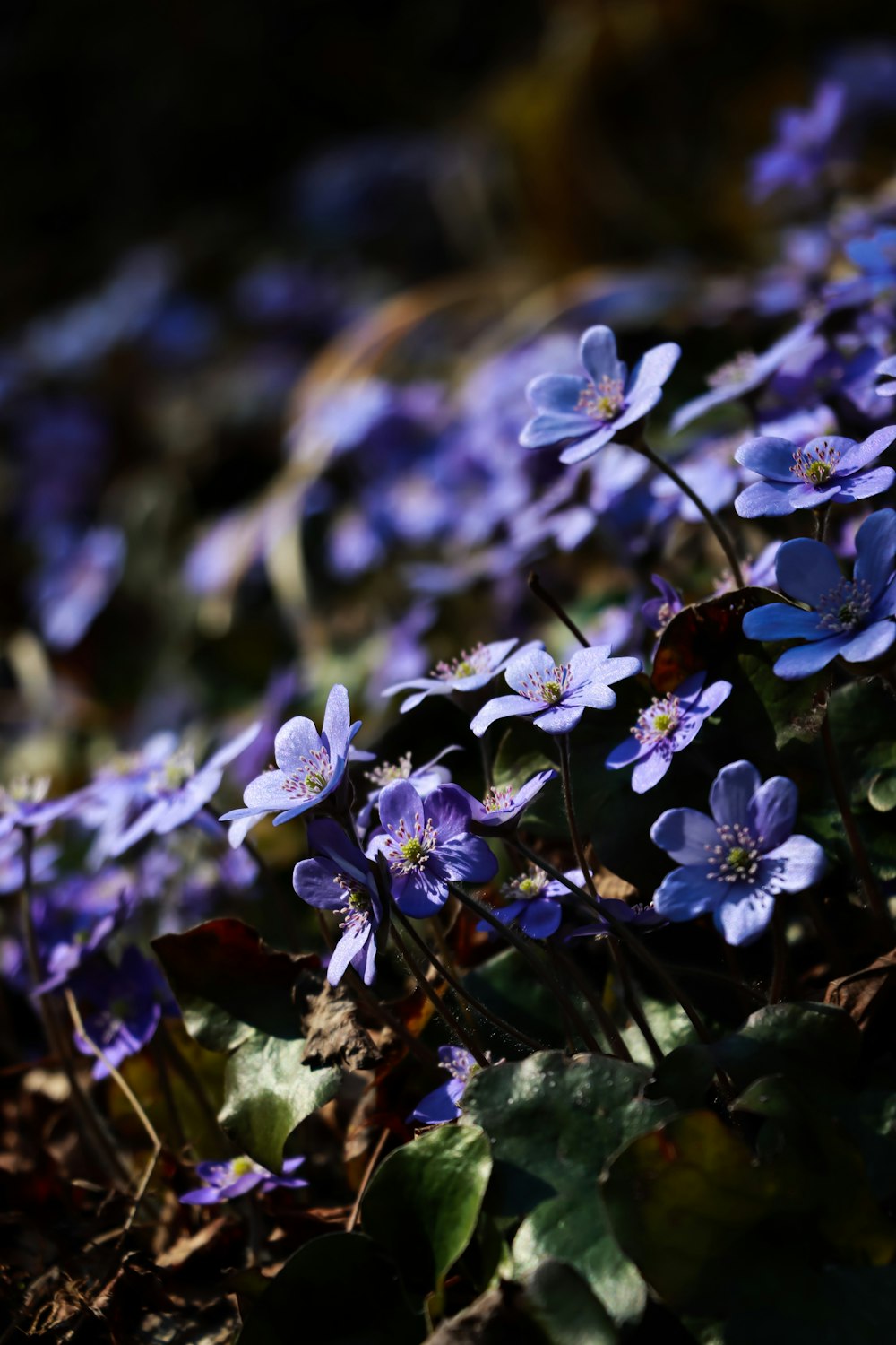 purple flowers in tilt shift lens