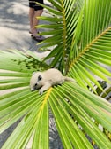 A small, light-colored animal, resembling a baby rodent, rests on a large, vibrant green palm leaf. The leaf is part of a tropical plant with long, pointed fronds. In the background, a person's leg in dark shorts and flip-flops is partially visible on a gray, textured ground.