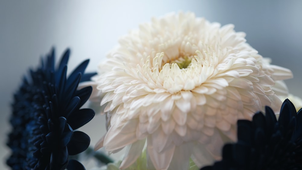 white flower in macro lens