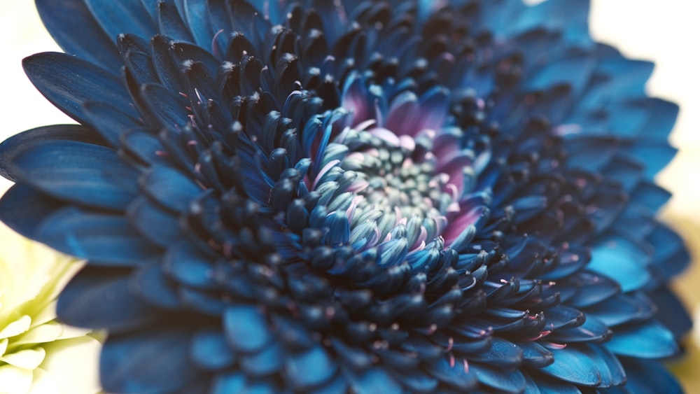 pink and white flower in macro photography