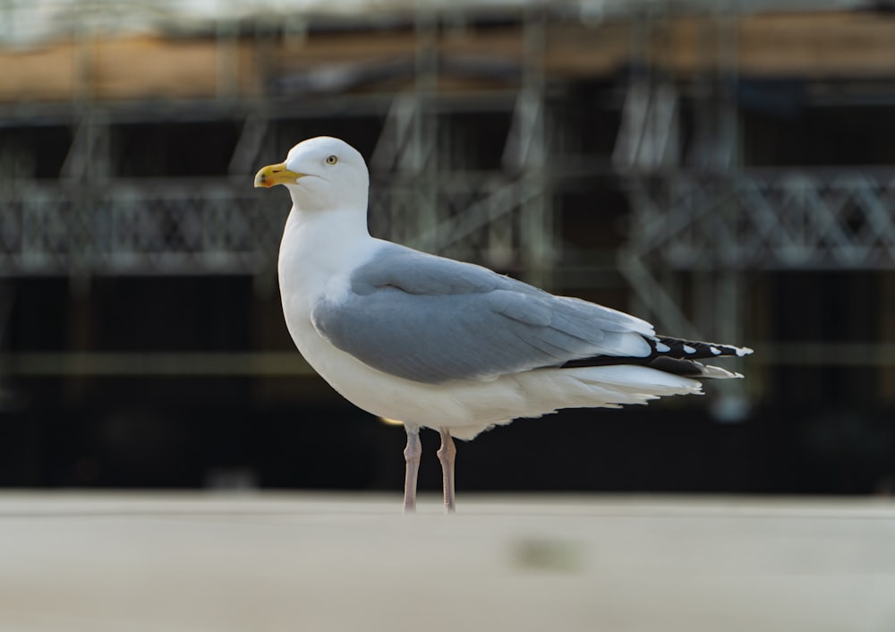 white and gray bird on brown wooden fence during daytime