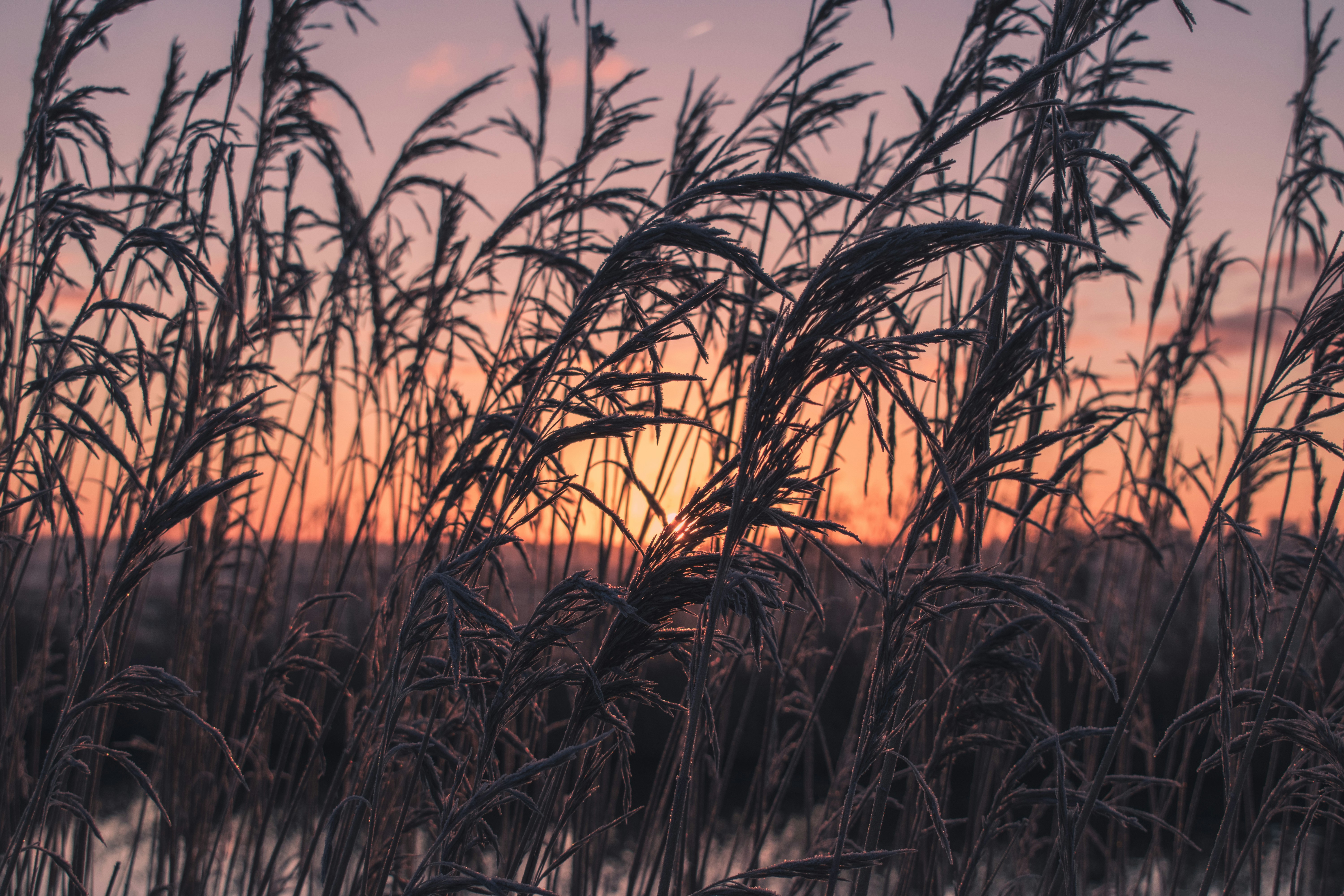 silhouette of grass during sunset