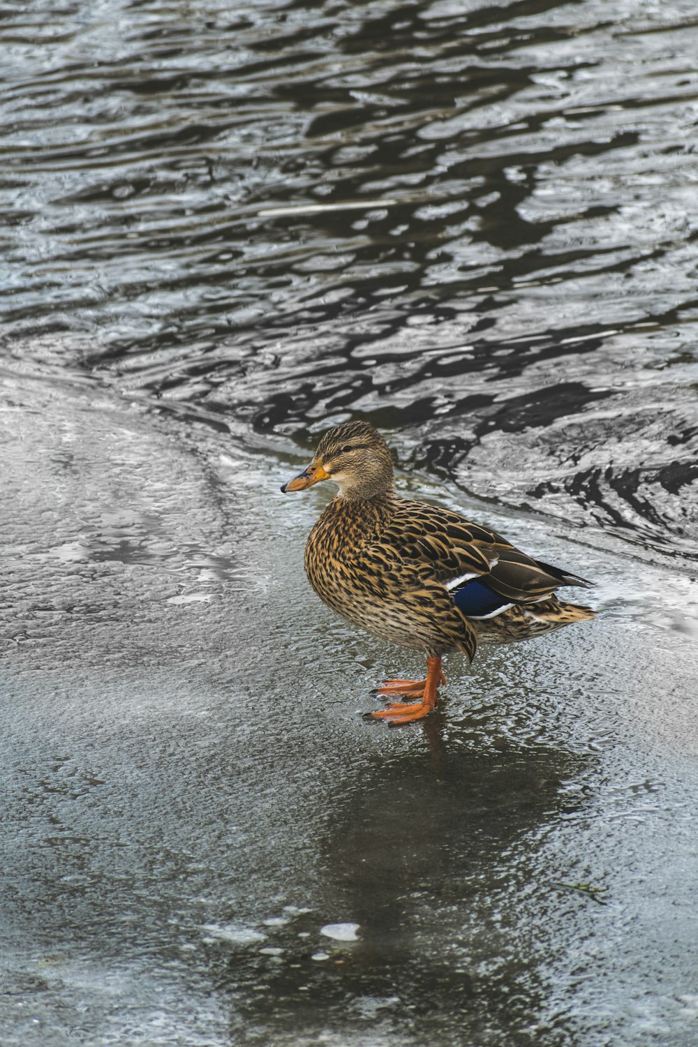 Canard brun sur l’eau pendant la journée