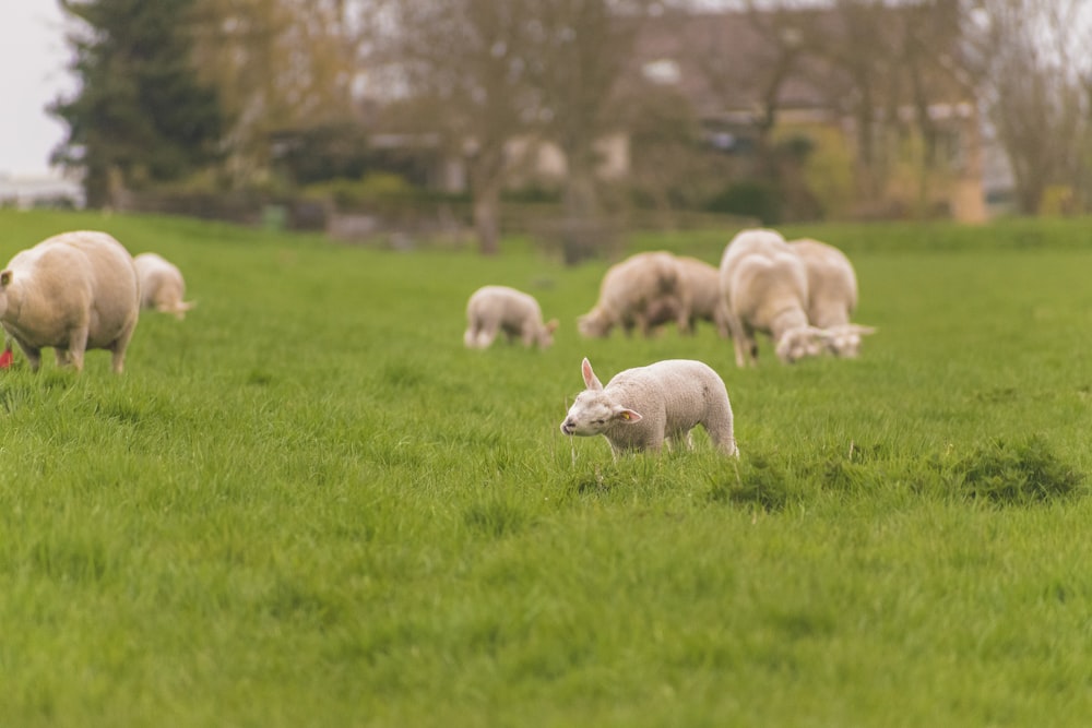 herd of sheep on green grass field during daytime