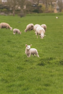 A lush green field with a small flock of sheep grazing peacefully. In the foreground, a lamb stands out, looking straight ahead with a curious expression. The background features blurred trees and structures, adding depth to the rural setting.