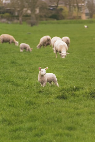 A lush green field with a small flock of sheep grazing peacefully. In the foreground, a lamb stands out, looking straight ahead with a curious expression. The background features blurred trees and structures, adding depth to the rural setting.