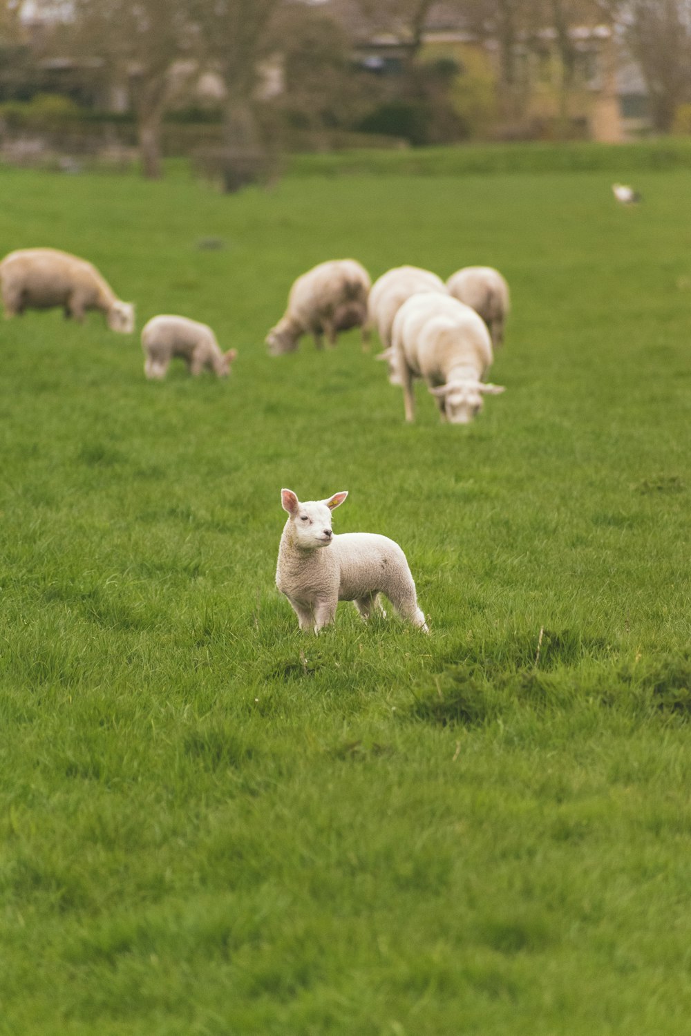 herd of sheep on green grass field during daytime