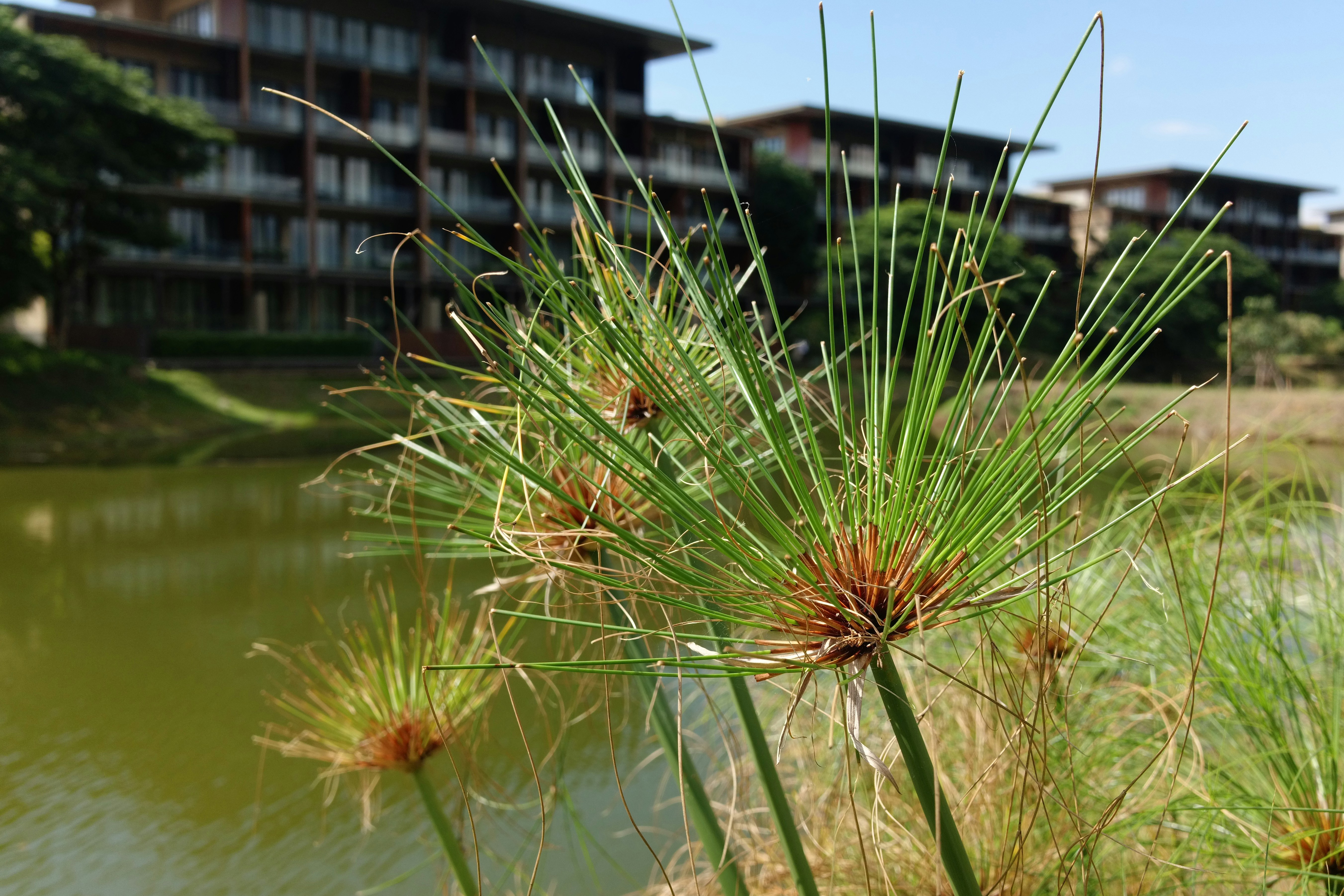 Papyrus plants growing along Nile river banks, green reeds in water, Egypt landscape