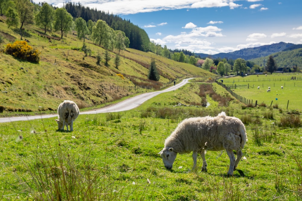 white sheep on green grass field during daytime