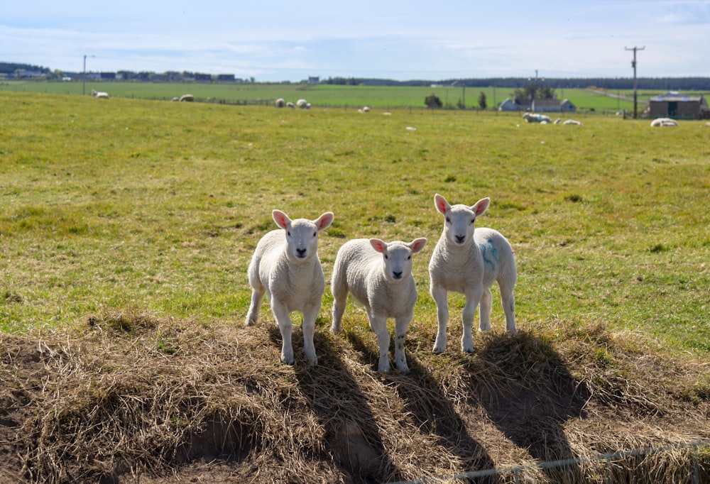 white and brown goats on green grass field during daytime