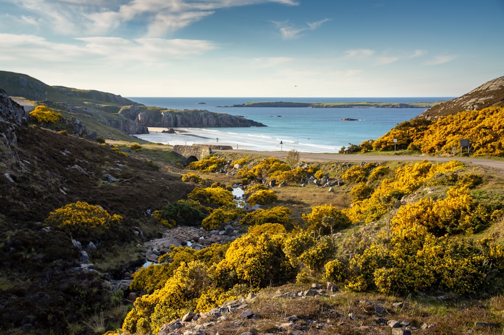 green and yellow trees near sea under blue sky during daytime