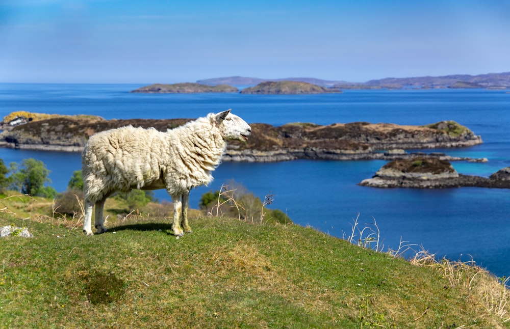 white sheep on green grass field near body of water during daytime