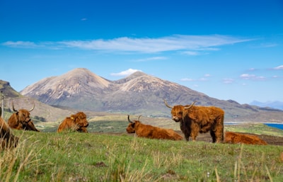 Obligatory coo
