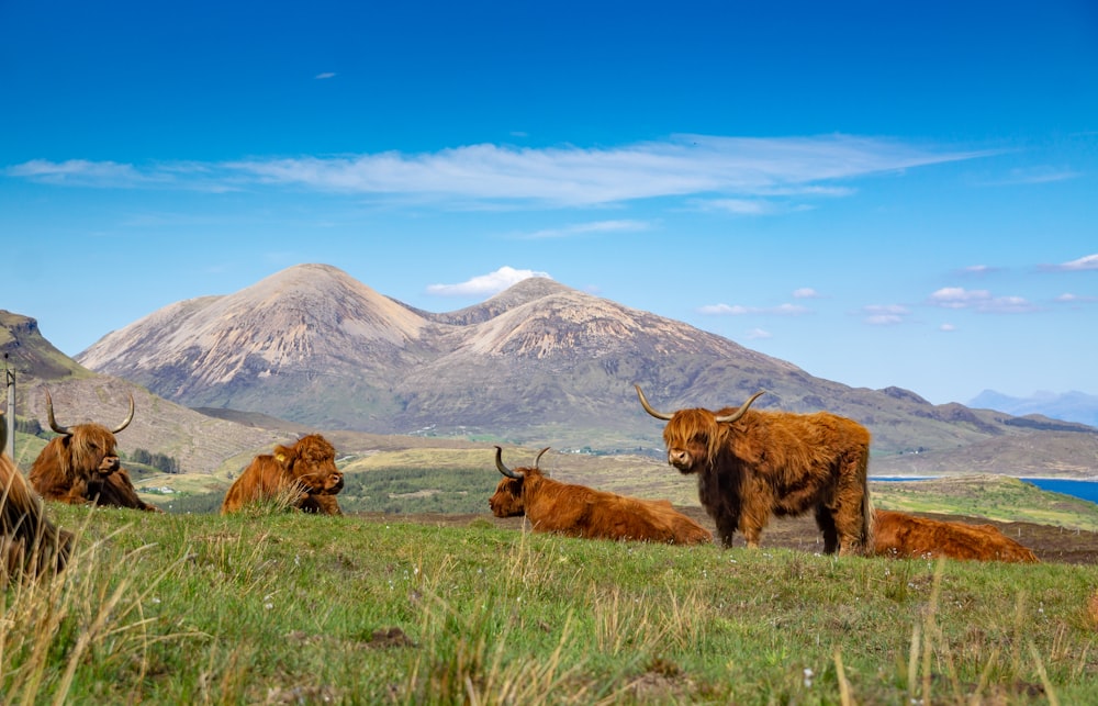 brown animal on green grass field during daytime