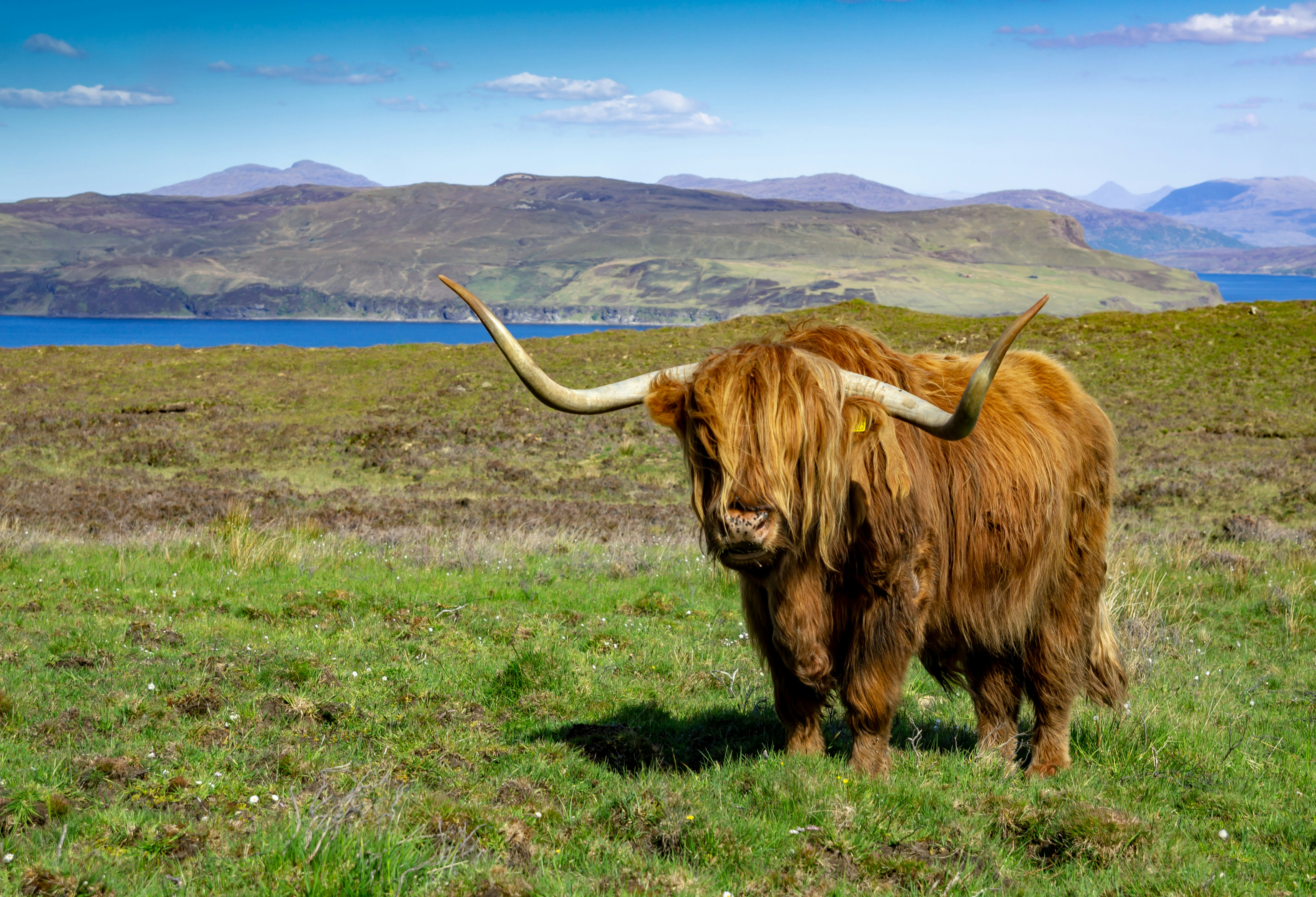 brown yak on green grass field during daytime