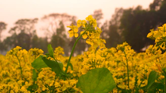 A warm, inviting photo of a mustard field at sunset with a bottle of Sunehra mustard oil in the foreground.