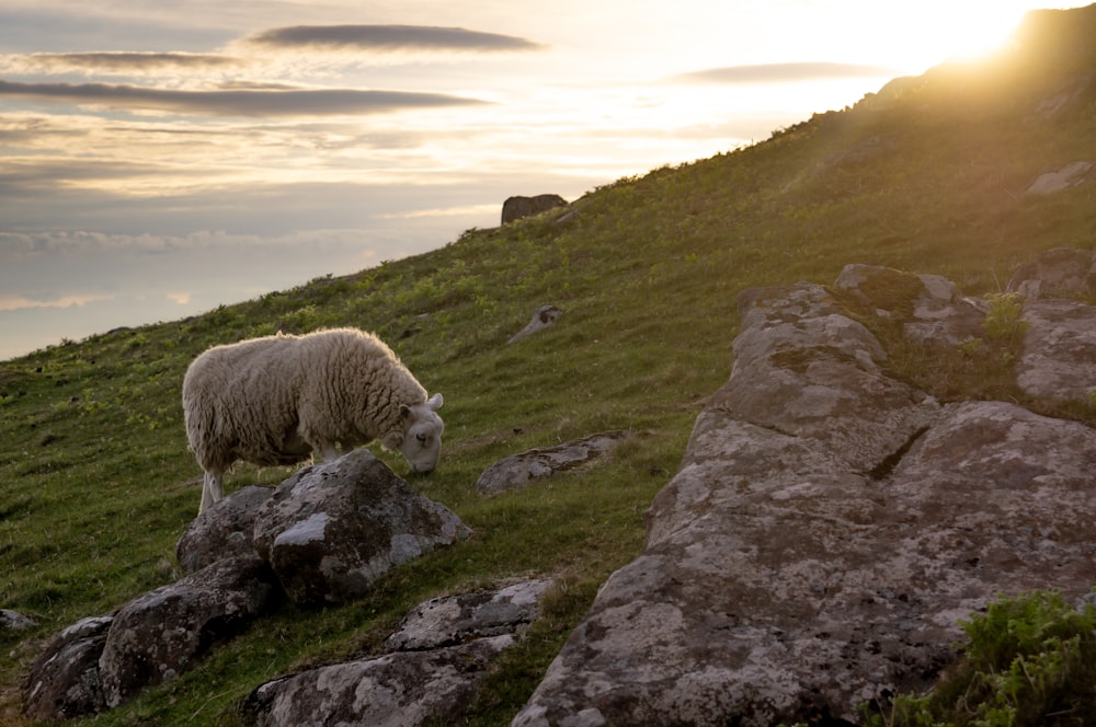 white sheep on green grass field during daytime